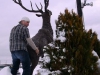 deer_humping_vegas